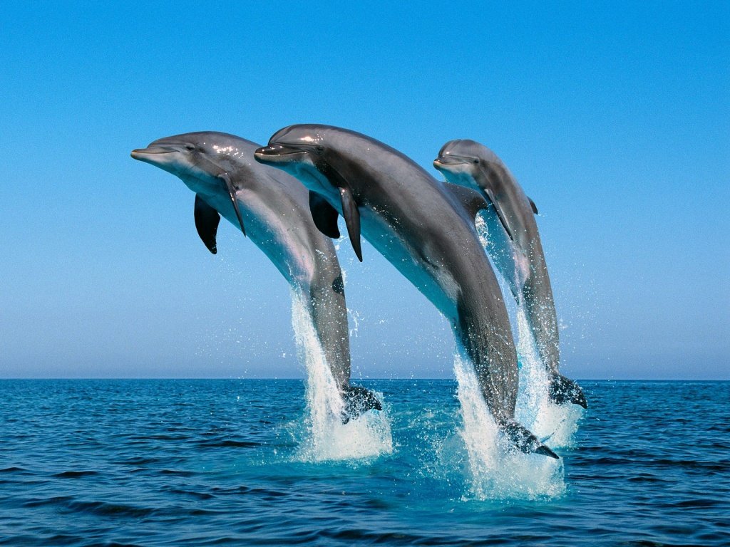 bottlenose-dolphins_wallpapers_1024x768